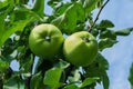 Green apples on a tree. Green apples on a branch ready to be harvested, outdoors, selective focus. Royalty Free Stock Photo