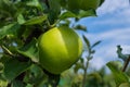 Green apples on a tree. Green apples on a branch ready to be harvested, outdoors, selective focus. Royalty Free Stock Photo