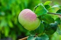 Green apples on a tree. Green apples on a branch ready to be harvested, outdoors, selective focus. Royalty Free Stock Photo