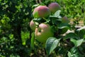 Green apples on a tree. Green apples on a branch ready to be harvested, outdoors, selective focus. Royalty Free Stock Photo