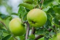 Green apples on a tree. Green apples on a branch ready to be harvested, outdoors, selective focus. Royalty Free Stock Photo