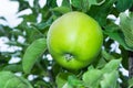 Green apples on a tree. Green apples on a branch ready to be harvested, outdoors, selective focus. Royalty Free Stock Photo