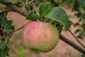 Green apples on a tree. Green apples on a branch ready to be harvested, outdoors, selective focus. Royalty Free Stock Photo