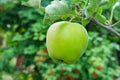 Green apples on a tree. Green apples on a branch ready to be harvested, outdoors, selective focus. Royalty Free Stock Photo