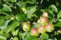 Green apples on the tree.