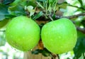 Green apples on a tree in an orchard Royalty Free Stock Photo