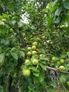 Green apples on the tree at the orchard. Three clear fruits on the branch apple-tree.