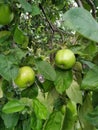 Green apples on the tree at the orchard. Three clear fruits on the branch apple-tree