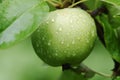 The green apples on the tree with raindrops. Fresh organic fruits