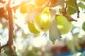 Green apples on a tree