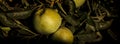 Green apples among the trees, a shadow falls on a sunny day. Natural background shot close-up. Royalty Free Stock Photo