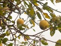 Green apples up close in tree autumn fruits