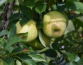 Green Apples Warwick, NY Royalty Free Stock Photo