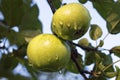 Green apples with water droplets on apple tree