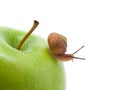 Green apples withe snail