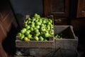 Green apples in a wooden box in a rural barn, rustic, vintage, harvest