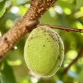 Green apricot