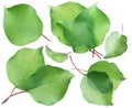 Green apricot leaves on the white background