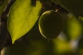 Green apricot on the tree with a leaf