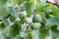 Green apricots on a branch