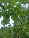 Green Apricots tree looking beautiful