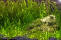 Green aquatic plant aquarium with blurred fish on background Royalty Free Stock Photo