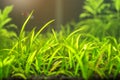 Green aquatic plant aquarium with blurred fish on background Royalty Free Stock Photo