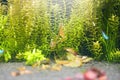 Green aquatic plant aquarium with blurred fish on foreground, underwater life Royalty Free Stock Photo