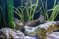 Green aquatic plant aquarium with sand and rock on the base Royalty Free Stock Photo