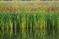 Green aquatic plant Royalty Free Stock Photo