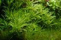 Green aquatic plants grow in freshwater ryoboku aquascape, clean Amano style planted pro aquadesign, vivid colors in bright LED Royalty Free Stock Photo