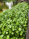 Green aquatic plants growing along the pond. Royalty Free Stock Photo