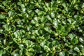 GREEN AQUATIC PLANTS IN THE POND INTHE MORNING. Royalty Free Stock Photo