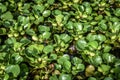 GREEN AQUATIC PLANTS IN THE POND INTHE MORNING. Royalty Free Stock Photo