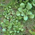 Green aquatic plants in pond Royalty Free Stock Photo