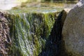 Green aquatic plants and water flowing over stone Royalty Free Stock Photo