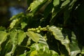 Green arabian coffee beans in the autumn sun Royalty Free Stock Photo