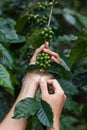 Green arabica coffee fruits in tender woman hands