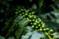 Green Arabica coffee fruits on tree.