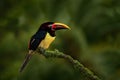 Green Aracari, Pteroglossus viridis, yellow and black small toucan bird in the nature habitat. Exotic animal in tropical