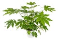 Green aralia japonica plant in white flowerpot Royalty Free Stock Photo