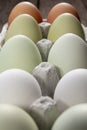 Green araucana eggs and white eggs
