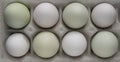 Green araucana eggs and white eggs
