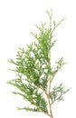 Arborvitae branch, isolated on white background. Green thuja sprig Royalty Free Stock Photo