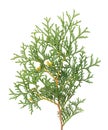 Arborvitae branch, isolated on white background. Green thuja sprig Royalty Free Stock Photo