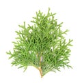 Arborvitae branch, isolated on white background. Green thuja sprig Royalty Free Stock Photo