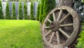 Green arborvitae planted in a row on a green lawn. Landscaping in the courtyard of a private house. A wheel from an old wagon, a Royalty Free Stock Photo
