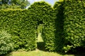 Green arch in garden