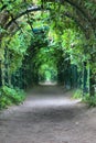 Green arch with a lattice Royalty Free Stock Photo
