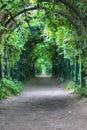 Green arch with a lattice